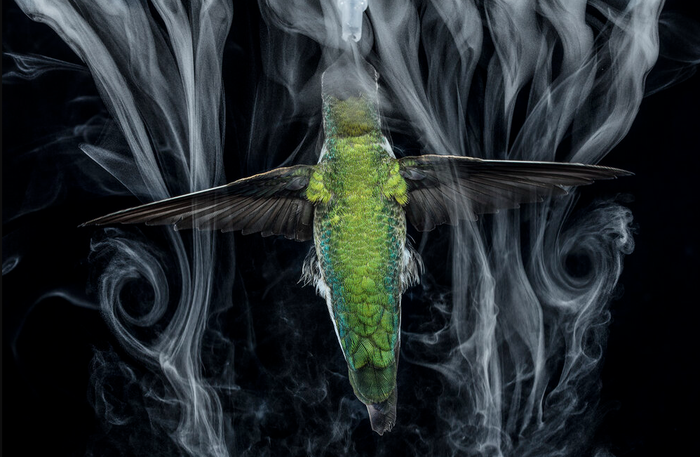 Ảnh chụp tại Mỹ, 2016. Để quan sát luồng khí xung quanh cánh của một con chim ruồi, các nhà khoa học sử dụng máy phun sương sóng âm phủ một lớp sương mịn quanh chú chim. Thỉnh thoảng, khi cần đổi hướng bay, cánh của nó sẽ lật hơn 90 độ. Các lớp sương sẽ cuộn lại như tấm ảnh thể hiện. Chim ruồi là loài chim duy nhất có thể bay lùi.