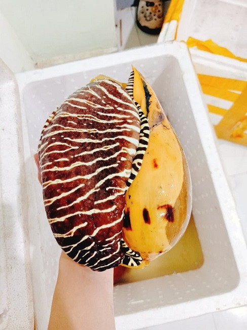 Rao ban oc bien khong lo, nang 2kg du 5 nguoi an-Hinh-2