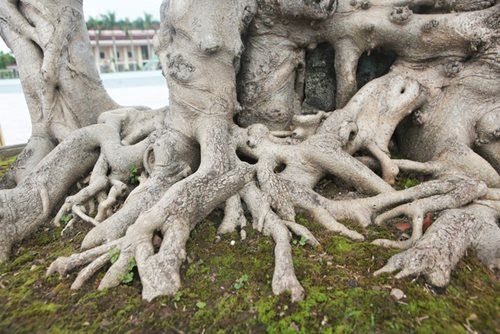 "Siêu cây thuyền rồng” đại gia trả hơn 5 tỷ mới sở hữu được ảnh 4