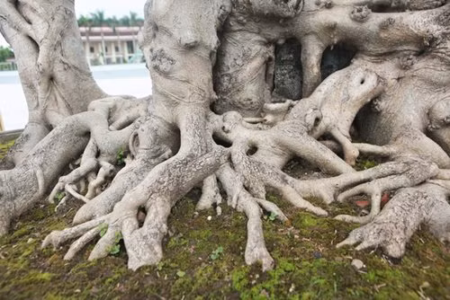 "Siêu cây thuyền rồng” đại gia trả hơn 5 tỷ mới sở hữu được ảnh 4