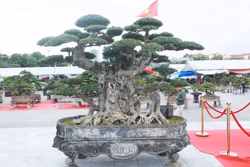 "Siêu cây thuyền rồng” đại gia trả hơn 5 tỷ mới sở hữu được ảnh 7