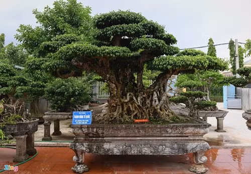 "Siêu cây thuyền rồng” đại gia trả hơn 5 tỷ mới sở hữu được ảnh 8