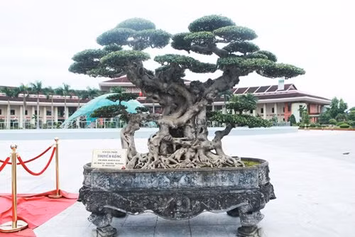 "Siêu cây thuyền rồng” đại gia trả hơn 5 tỷ mới sở hữu được ảnh 6