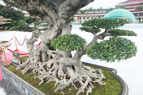 "Siêu cây thuyền rồng” đại gia trả hơn 5 tỷ mới sở hữu được ảnh 3