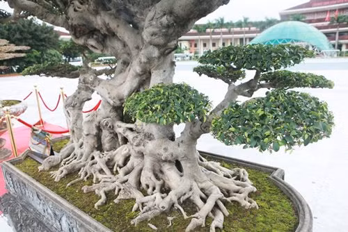 "Siêu cây thuyền rồng” đại gia trả hơn 5 tỷ mới sở hữu được ảnh 3