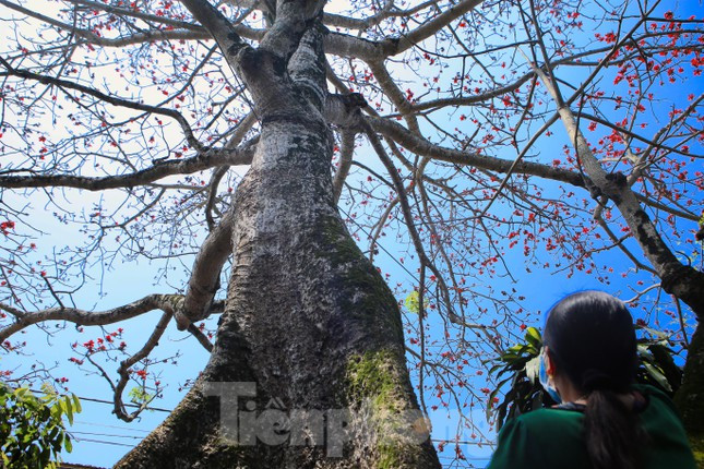 "Mùa này hoa nở đẹp lắm, hoa rụng đỏ rực cả đường, vườn nhà. Cây gạo giờ không chỉ là của riêng gia đình mà là báu vật, linh hồn của làng, ký ức tuổi thơ nên chúng tôi sẽ bảo vệ, chăm sóc cây thật tốt để người đi xa về sẽ nhớ đến", bà Nguyễn Thị Chỉnh nói.