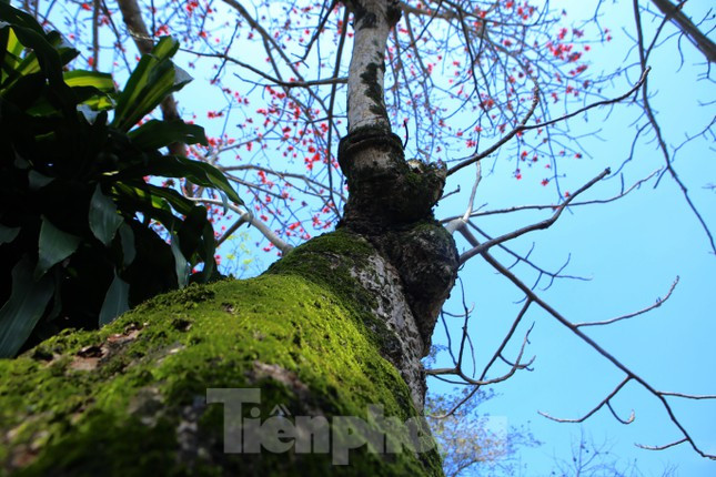 Phần thân hoa gạo xù xì, rêu xanh phủ kín tạo nên nét đẹp cổ kính, khoẻ khắn. Cây gạo là nơi gắn với nhiều ký ức đẹp, thân thương của miền quê hương Đại thi hào Nguyễn Du.