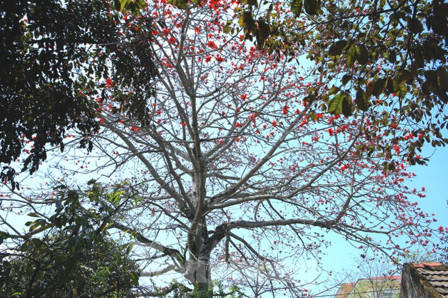 Trong suy nghĩ mỗi người dân trong làng, cây gạo vừa là hiện thân của sự vươn lên, khỏe khoắn, vững chãi. Hoa gạo là loài hoa cánh đơn, với 5 cánh lớn, cánh dày và có điểm đặc trưng là không mọc sát nhau, nhưng lại bung nở đỏ rực cùng thời điểm.