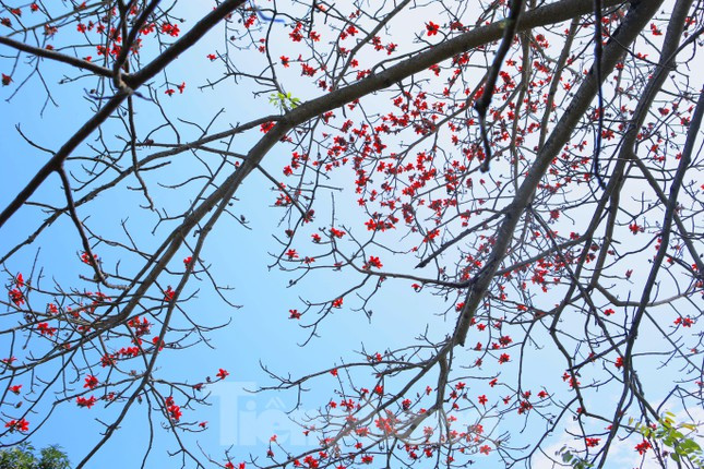 Theo bà, từ khoảng 10/3 là hoa bắt đầu nở rộ, từ 15-20/3 là giai đoạn hoa gạo nở đẹp nhất. Nhiều người dân xung quanh và thành phố thường xuyên đến đây để chụp ảnh lưu niệm vào thời điểm hoa nở rộ.