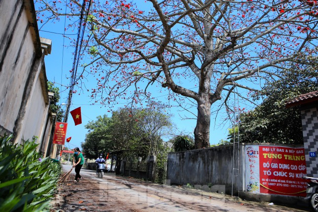 Hoa gạo gắn với khung cảnh làng quê thơ mộng khiến những ai đi xa càng nhớ nhung da diết cảnh sắc quê hương.