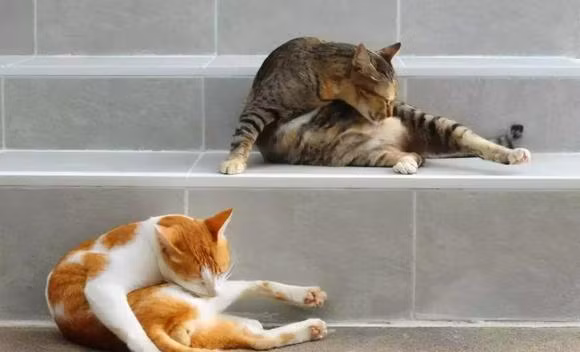 Tai sao meo lai thich liem long den vay?-Hinh-5