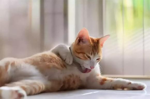 Tại sao mèo lại thích liếm lông đến vậy? - Hình 2 Tai sao meo lai thich liem long den vay?-Hinh-2