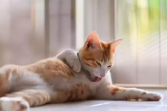 Tai sao meo lai thich liem long den vay?-Hinh-2