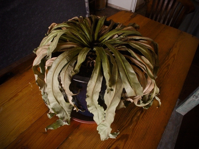 Vì vậy, khi thấy cây khô héo, cần phải dọn dẹp kịp thời, không nên để lâu. Chú ý chăm sóc để cây luôn có sức sống, thay cây mới hoặc lựa chọn những loại cây dễ sống để trồng trong nhà.