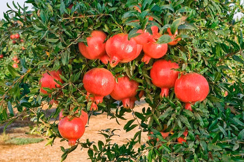 Trồng 6 loại cây phong thủy trước cửa nhà, gia chủ may mắn, phát tài cả năm - Hình 6 Trong 6 loai cay phong thuy truoc cua nha, gia chu may man, phat tai ca nam-Hinh-6