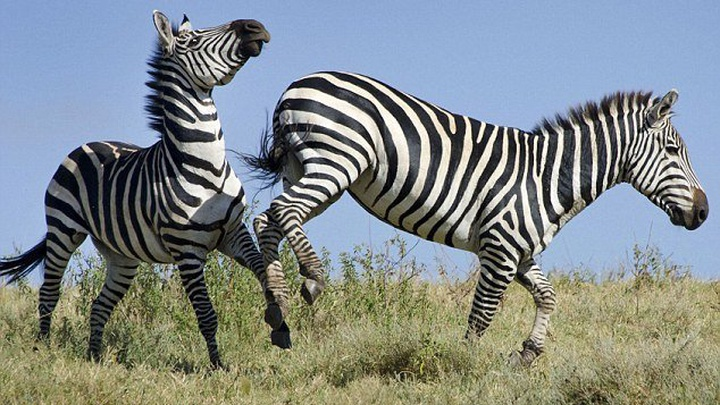 Vet soc tren than cua ngua van va bi mat vi sao con nguoi khong bao gio dam cuoi loai vat nay