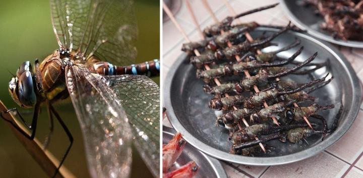 Chuon chuon ran gion, tiet canh ran va nhieu mon Indonesia doc la