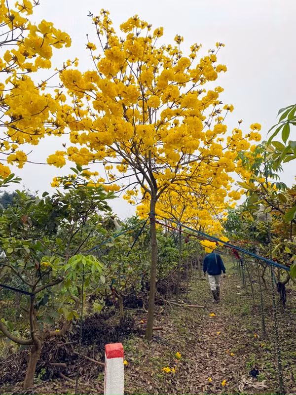Cuong hoa phong linh, dan Ha thanh ru nhau mua trong, gia 5 trieu/cay