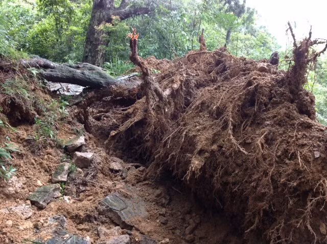 Gốc cây bị bật trơ rễ...