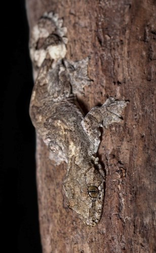  Màu sắc của lớp da này giống hệt với lớp vỏ cây nơi mà chúng sinh sống.