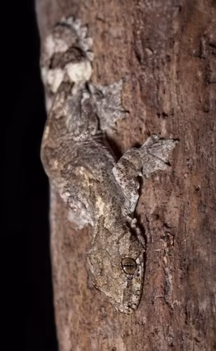  Màu sắc của lớp da này giống hệt với lớp vỏ cây nơi mà chúng sinh sống.