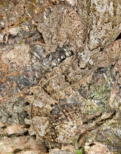  Chú thạch sùng này gần như “tàng hình” trên lớp vỏ cây sần sùi.