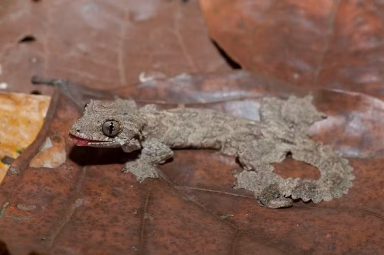  Địa bàn sinh sống của thạch sùng đuôi thùy khá hẹp, rải rác tại một số vùng ở Đông Nam Á.