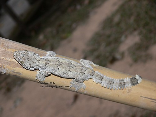  Ở Việt Nam, loài bò sát quý hiếm này được tìm thấy ở Trảng Bom (Đồng Nai) và đảo Phú Quốc.