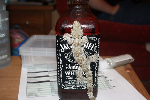  Một điều lạ lùng không kém là lớp da “rằn ri” của chúng.