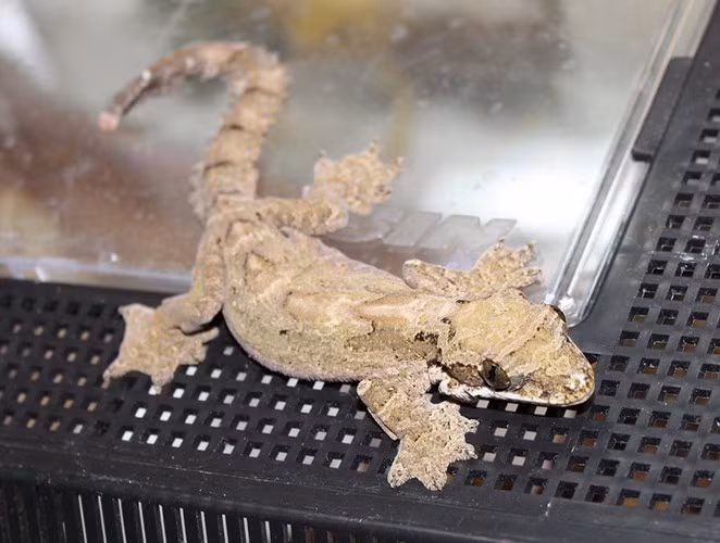  Sự tồn tại của chúng đang bị đe dọa vì sinh cảnh sống bị con người tàn phá nặng nề.