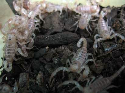  Dù còn nhỏ nhưng chúng đã có nọc độc và biết cách săn mồi - là các sinh vật nhỏ bé trong lòng đất.