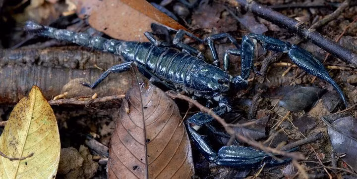  Sau khoảng 7 lần lột xác, bọ cạp đen sẽ trưởng thành hoàn toàn.