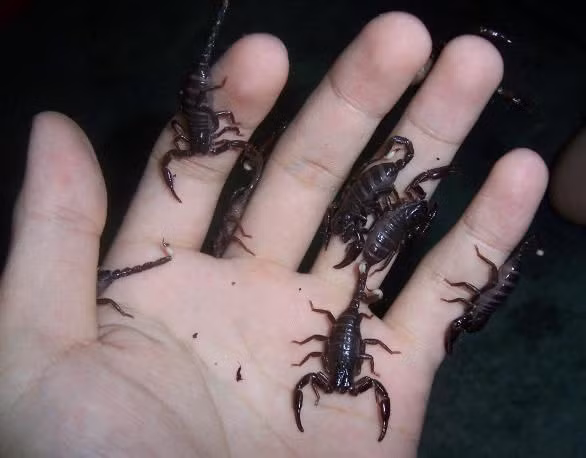  Chúng lớn dần sau mỗi lần lột xác.