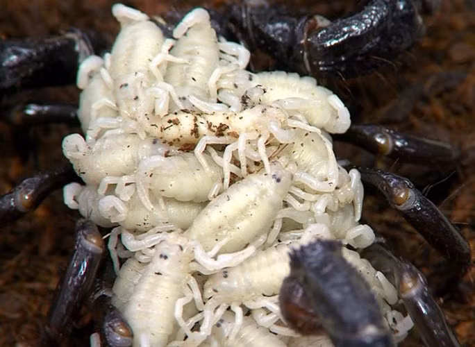  Mỗi bọ cạp mẹ có thể cõng trên trên lưng hàng chục bọ cạp con. 