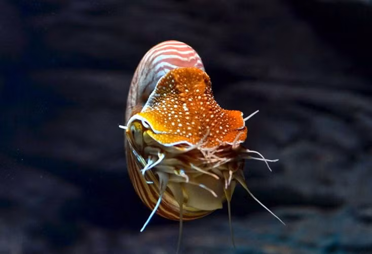 Có một điều thú vị về ốc anh vũ: tên của chúng - Nautilus - chính là tên của chiếc tàu ngầm trong tiểu thuyết giả tưởng nổi tiếng Hai vạn dặm dưới đáy biển của nhà văn Jules Verne.