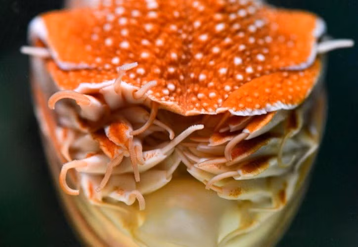 Chúng cũng có thể di chuyển dưới đáy biển bằng những xúc tu linh hoạt của mình.