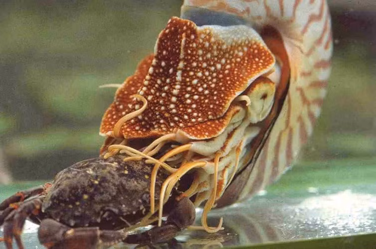 Thức ăn chủ yếu của ốc anh vũ là các loài động vật giáp xác như tôm, cua.