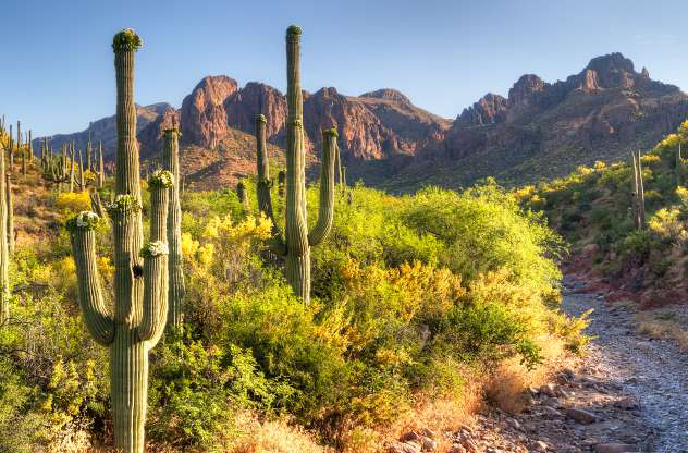 Sa mạc Sonoran ở Mỹ là một trong 4 sa mạc chính ở vùng Bắc Mỹ, nhưng nó lại có dáng vẻ khác biệt so với 3 sa mạc còn lại bởi sự tồn tại của những cây đậu và những cây xương rồng hình trụ lớn. Kiểu thời tiết 2 mùa mưa và mùa đông lạnh vừa phải cũng là một nét đặc trưng của sa mạc này. 