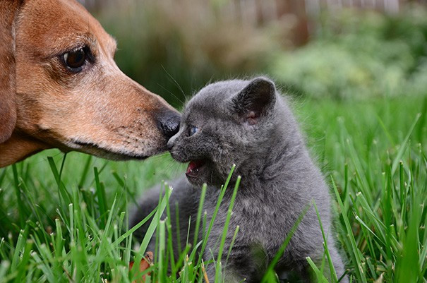 Tan chảy trái tim trước khoảnh khắc ngọt ngào của chó và mèo.