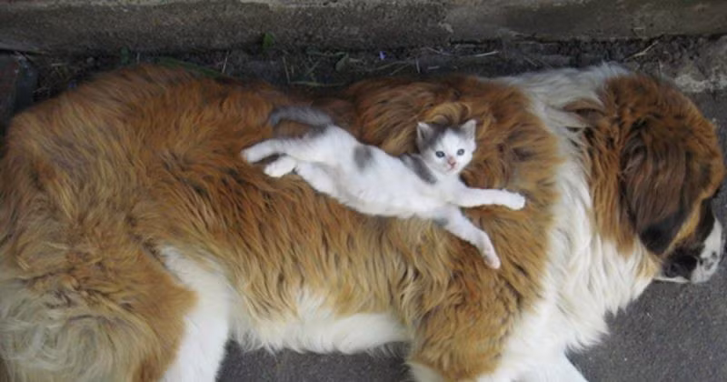 "Chiếc giường lông" xịn xò của chú mèo con.