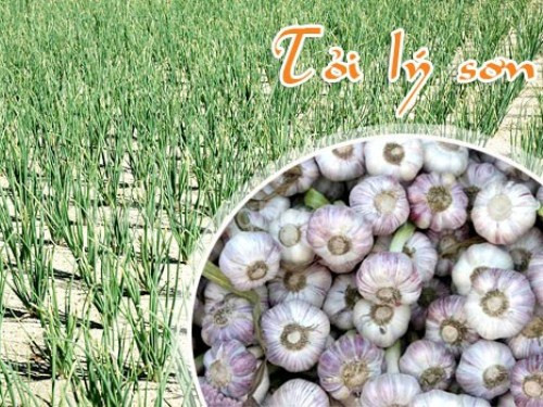 Kết quả, tổ chức kỷ lục Việt Nam đã chọn ra được tốp 50 đặc sản từ khắp các vùng miền của đất nước để công nhận đạt chuẩn “đặc sản quà tặng Việt Nam”, trong đó có nhiều món ăn rất quen thuộc như đường thốt nốt An Giang, bánh phu thê (Bắc Ninh), chè lam Phủ Quảng (Thanh Hóa), yến sào (Khánh Hòa), cá thu một nắng Côn Đảo, tỏi Lý Sơn (Quảng Ngãi)…Ảnh: Tỏi Lý Sơn.