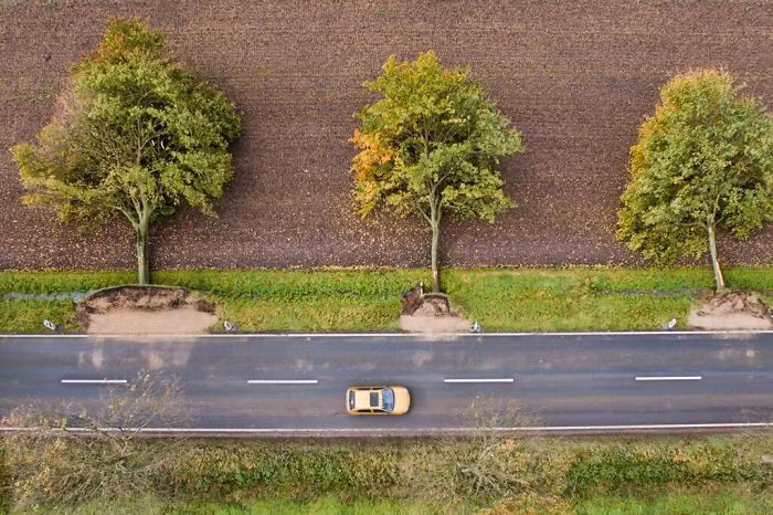 Những cái cây bị xô đổ trong một cơn bão ở Đức.