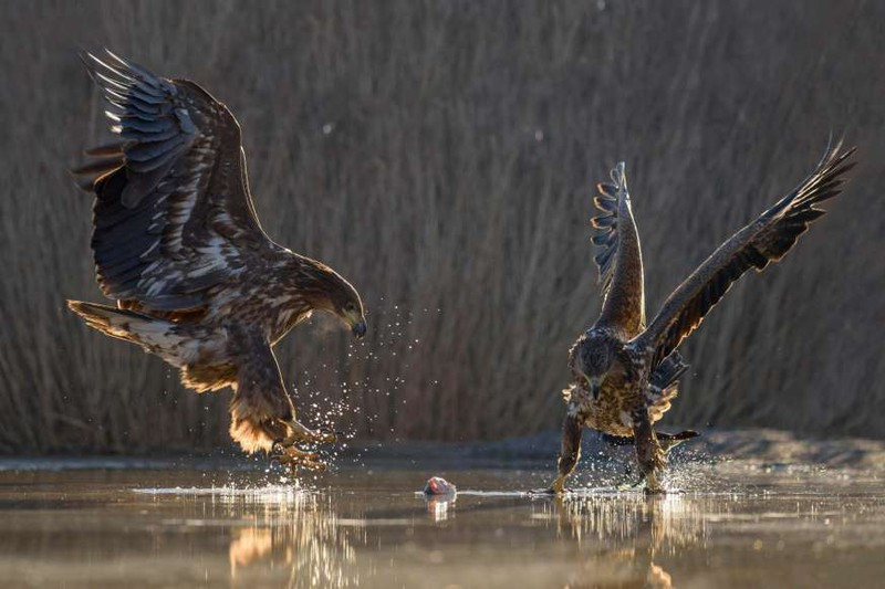 Cuộc chiến của những con đại bàng đuôi trắng tại Vườn Quốc gia Kiskunság ở Hungary.