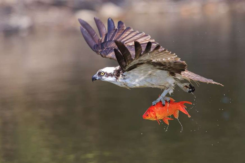 Hình ảnh ấn tượng màn săn mồi của chim ưng biển túm lấy một chú cá vàng và cất cánh bay lên ở Toronto, Canada.