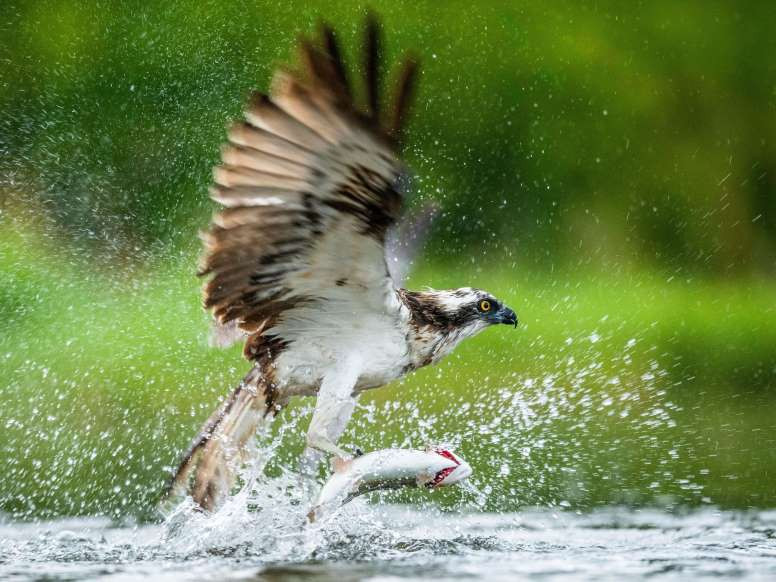 Ngoạn mục cảnh chim ưng biển tóm gọn chú cá hồi cầu vồng ở vùng Cao nguyên Scotland.