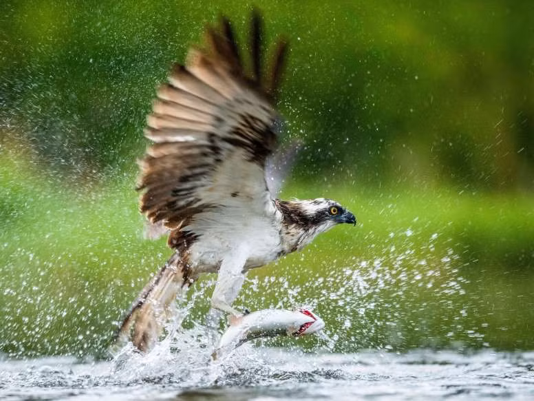 Ngoạn mục cảnh chim ưng biển tóm gọn chú cá hồi cầu vồng ở vùng Cao nguyên Scotland.