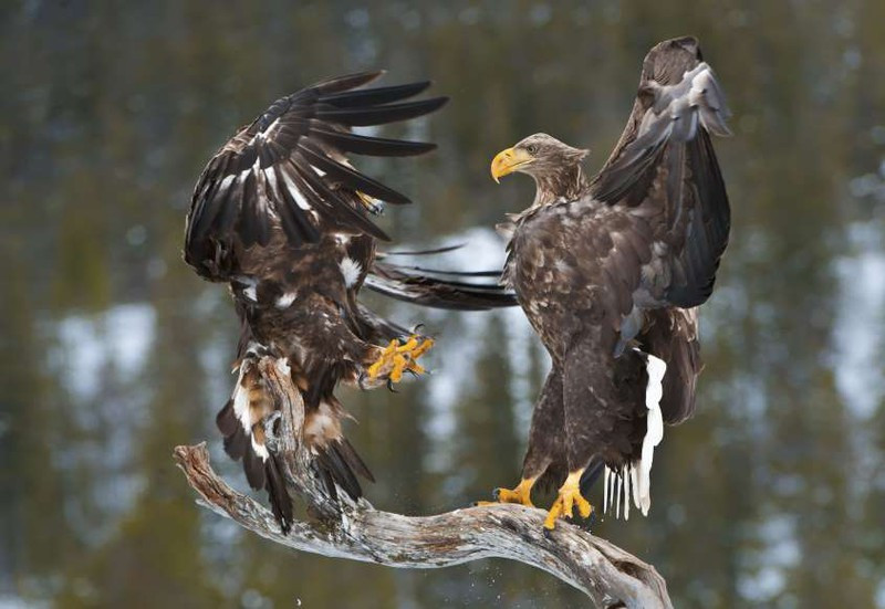 Đại bàng cổ trắng và đại bàng vàng ở Na Uy gây gổ.