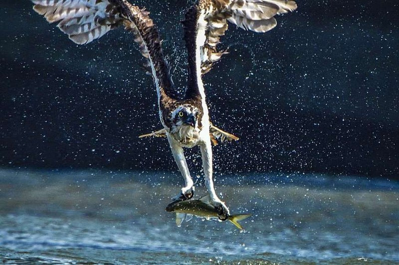 Cảnh ngoạn mục chim ưng biển bắt cá ở sông Onga, Kitakyushu, Nhật Bản.