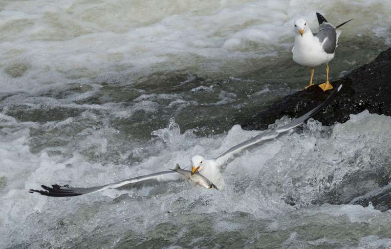 Chim mòng biển săn cá đầy ấn tượng giữa hồ Van ở Thổ Nhĩ Kỳ.