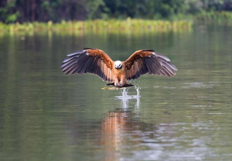 Diều hâu cổ đen bắt cá ở Mato Grosso, Brazil.